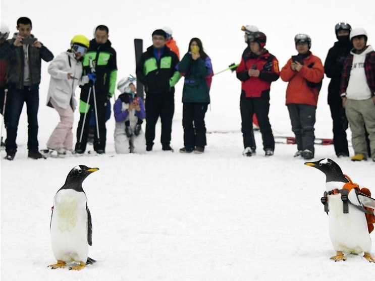 南极企鹅“游逛”室内滑雪场