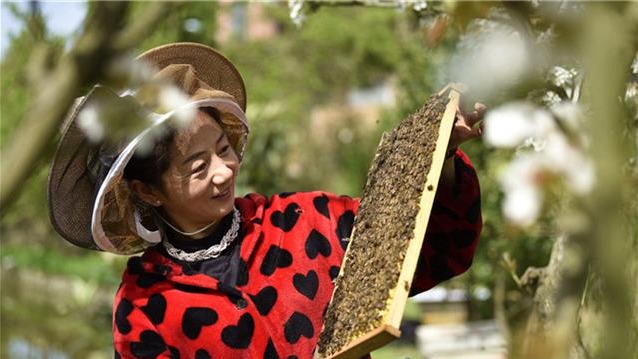 通城：与蜂共舞 酿造甜蜜生活