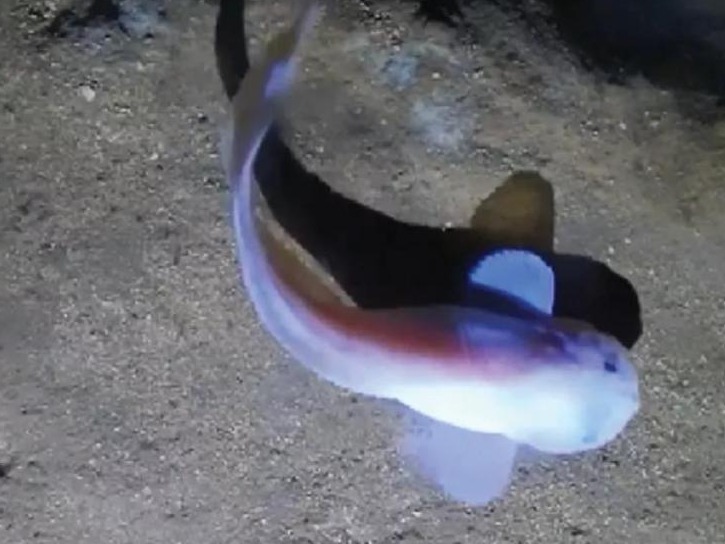 深海7000米 “揭秘”超深渊食物链顶端的狮子鱼