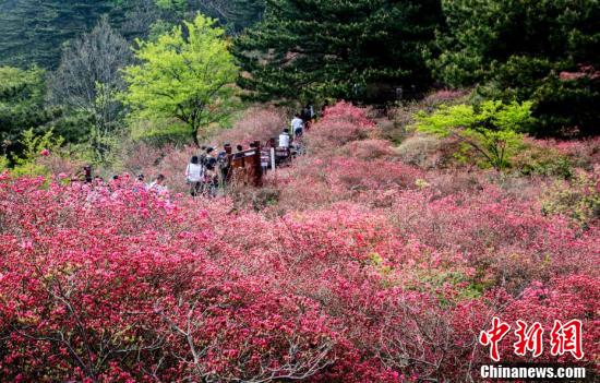 麻城杜鵑花海迎客來