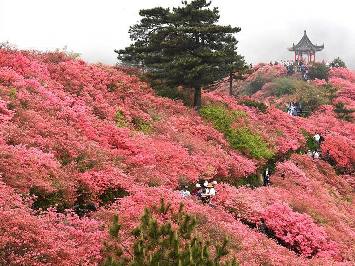 湖北麻城：杜鹃花海引客来