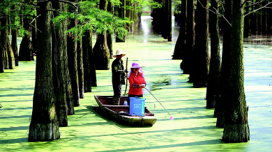 涨渡湖湿地清除浮萍