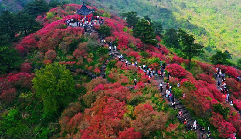 麻城杜鹃花海迎客来