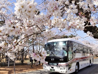 日本巴士时隔9年再驶入福岛隔离区樱花大道