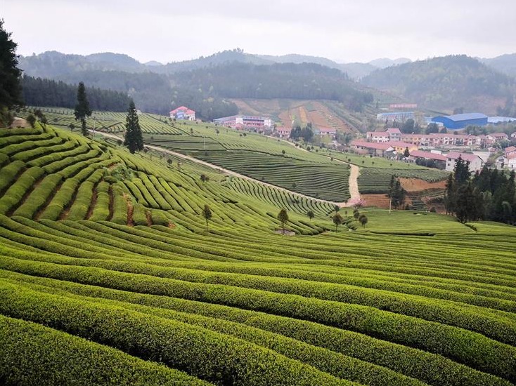 贵州余庆：抢采“明前茶”