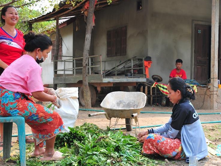 蔬菜基地诞生记——中国技术让老挝首都郊区农户受益匪浅