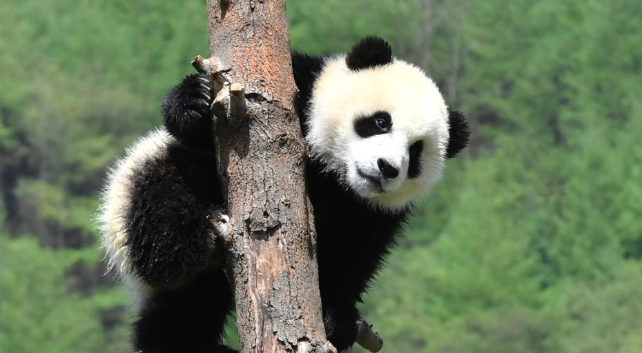 大熊猫“幼儿园”开班了 国宝们春光中撒欢卖萌