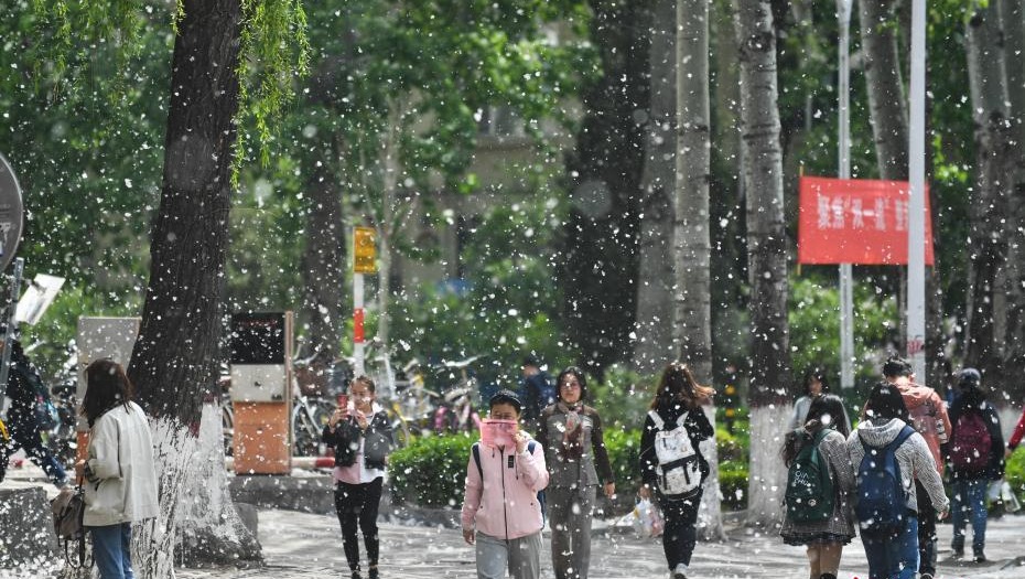 山西太原杨絮柳絮纷飞如雪