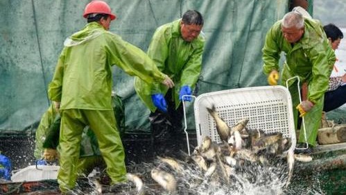 江西仙女湖投放逾200万斤鱼苗 增殖放流修复水产资源