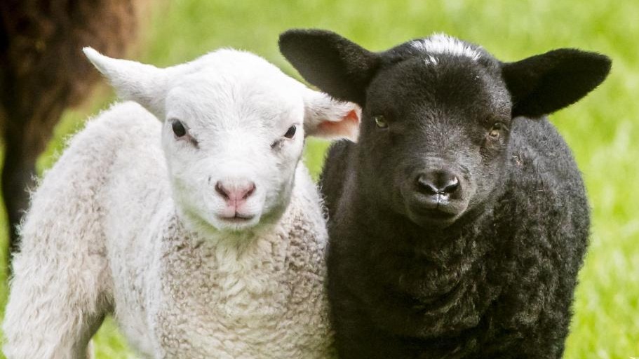 不怕分不清 英国黑色母羊产下双胞胎颜色一黑一白