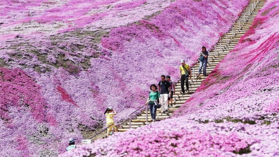 北海道芝樱盛放 游客徜徉梦幻花海