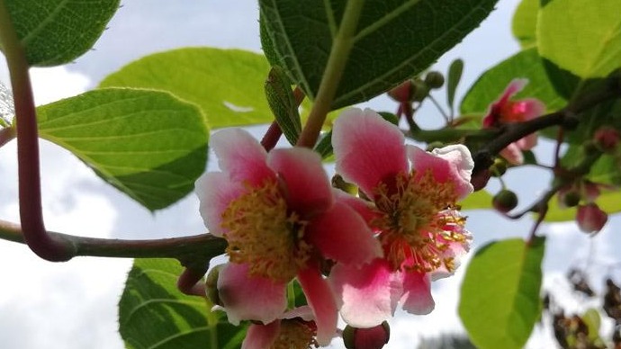 稀奇！恩施发现红花猕猴桃