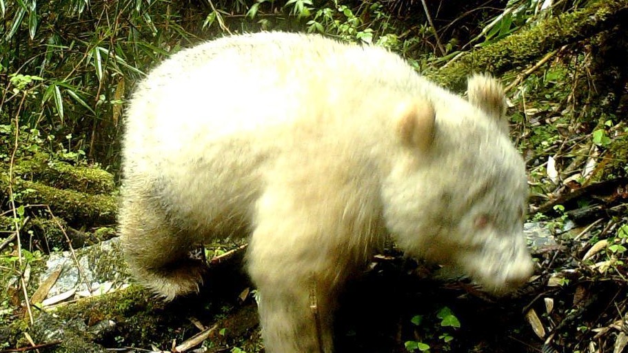 全球首例！卧龙国家级自然保护区现白色大熊猫