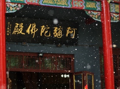 哈尔滨百年古寺柳絮飘 簌簌落如雪