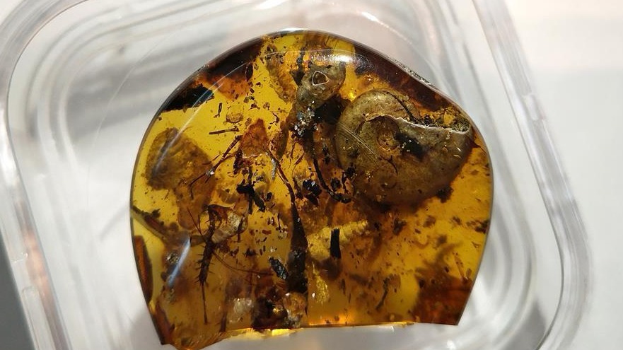 中国科学家在琥珀中发现史前海洋动物