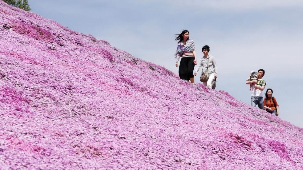 北海道芝樱盛放 超梦幻花海织就粉紫色地毯