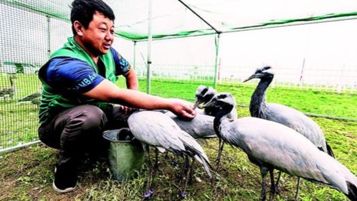 汉南世界飞行者大会将首次引入“大雁伴飞”