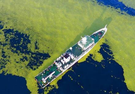 黄海海域浒苔分布面积超过5万平方公里