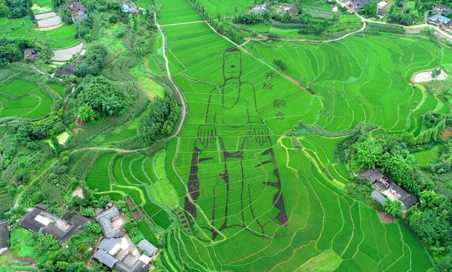 航拍稻田版“乐山大佛”