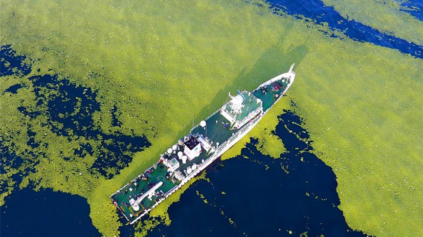 黄海海域浒苔分布面积超过5万平方公里