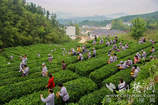 英山GDP_英山缠花(2)