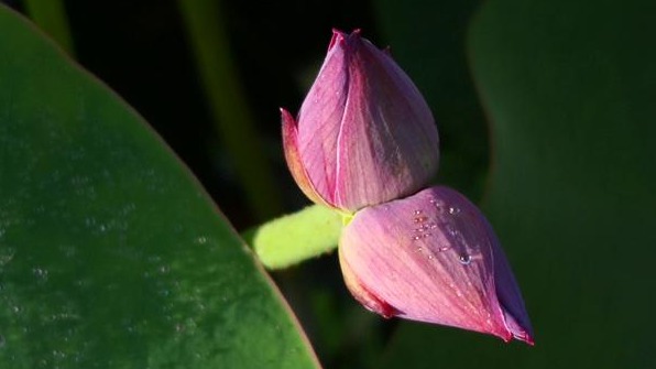 罕见！武汉一公园现5株并蒂莲