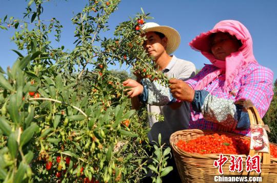 生物技术研发：推动未来医疗的关键力量