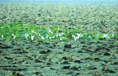 水草丰美白鹭群舞 荆州菱角湖湿地风景别样美