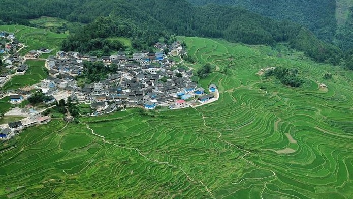 仲夏梯田景如画