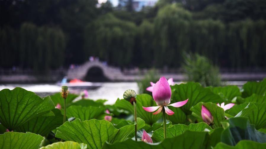 济南大明湖荷花美