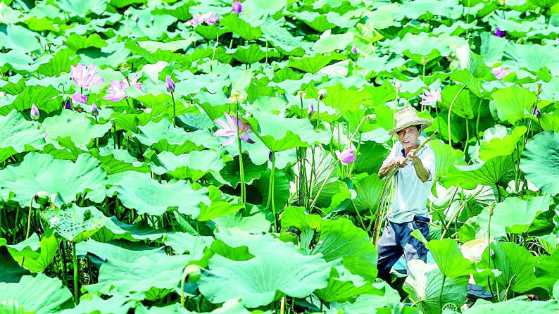 烈日下的采莲人