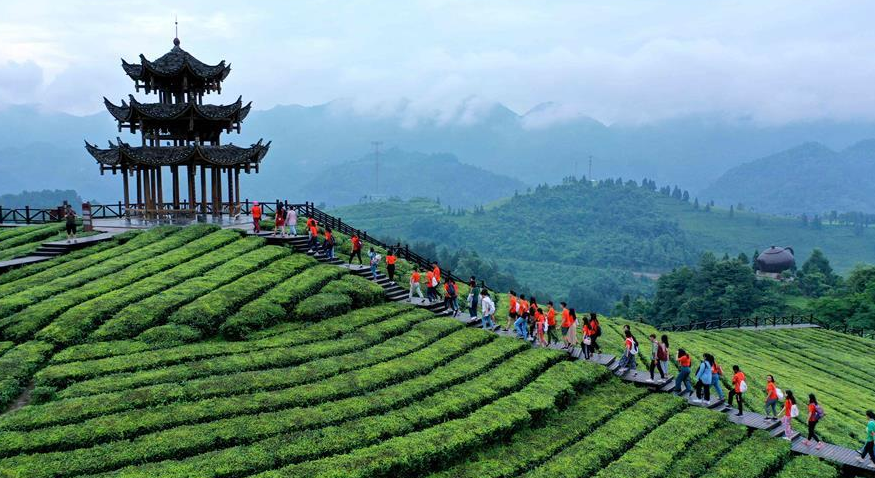 湖北恩施：山区茶园引游客