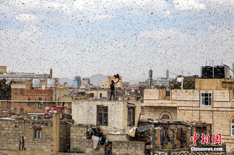 也门出现蝗灾 蝗虫漫天飞舞触目惊心