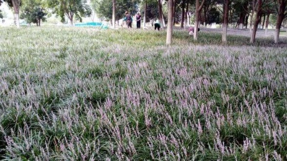 快去“打卡”！2万平方米麦冬花海藏身汉口闹市区