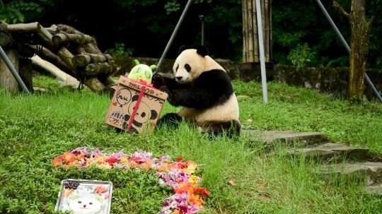海归大熊猫“小礼物”迎来7岁生日