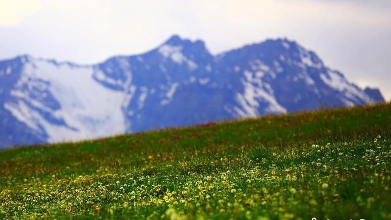 新疆托克逊黑山牧场山花烂漫云雾缭绕