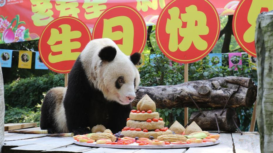 现存最长寿圈养大熊猫“新星”迎37岁生日
