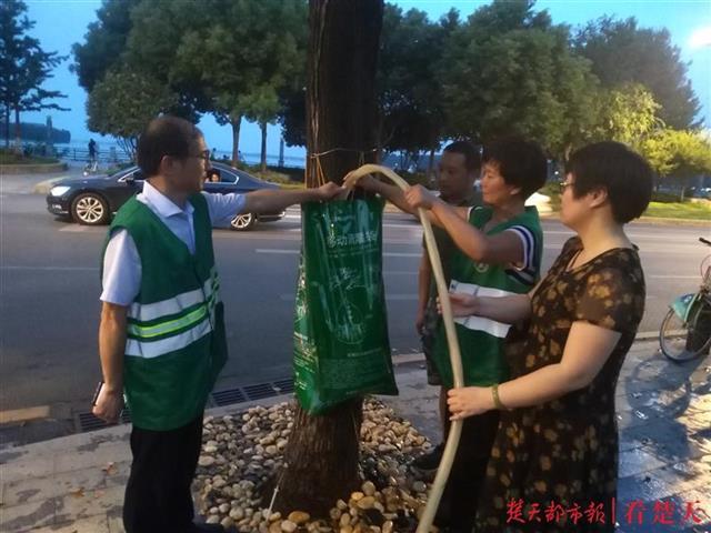 街头行道树穿马甲系围脖为哪般，原是武昌城管绿化队给树木降温补水