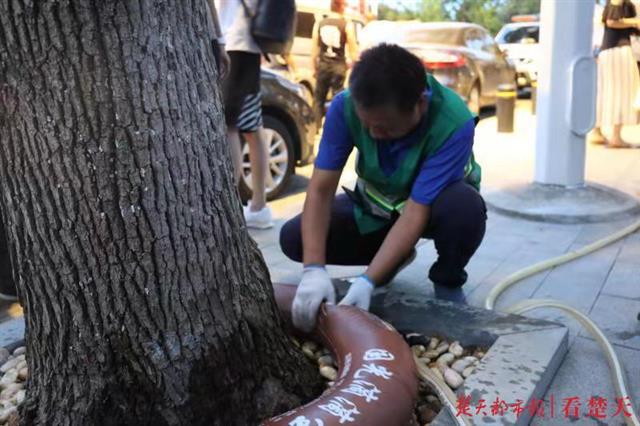 街头行道树穿马甲系围脖为哪般，原是武昌城管绿化队给树木降温补水