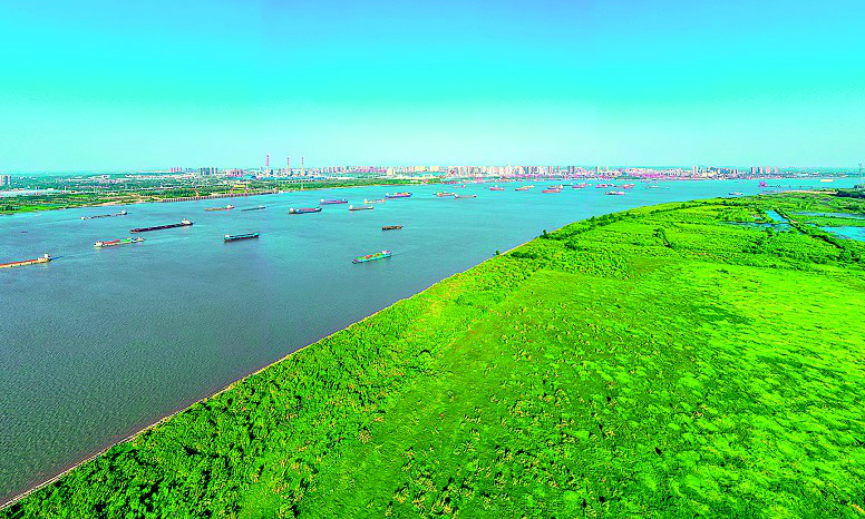 长江水域百舸争流 南岸江滩湿地绿意盎然