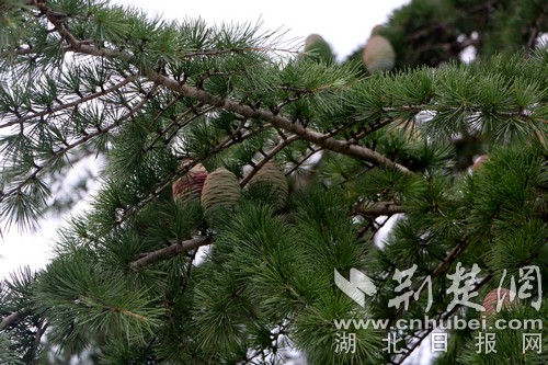 竹山师生接力护树27年 喜见雪松结出果实(图)