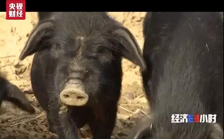 “一地三租”致商人千万打水漂 甘肃甘南成立调查组