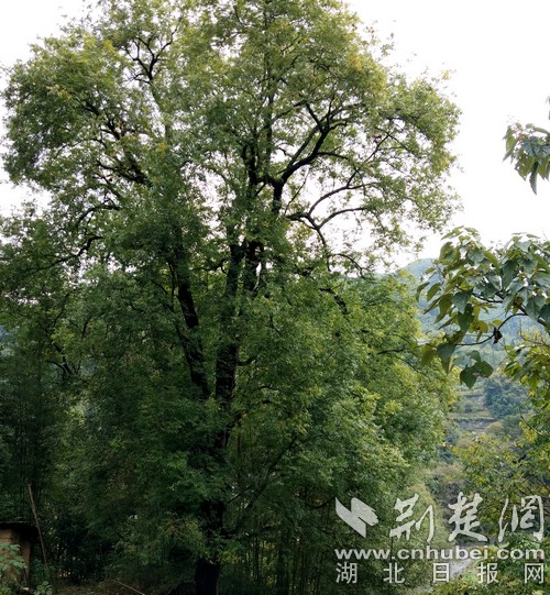 竹山县多少人口_湖北十堰竹山县风景