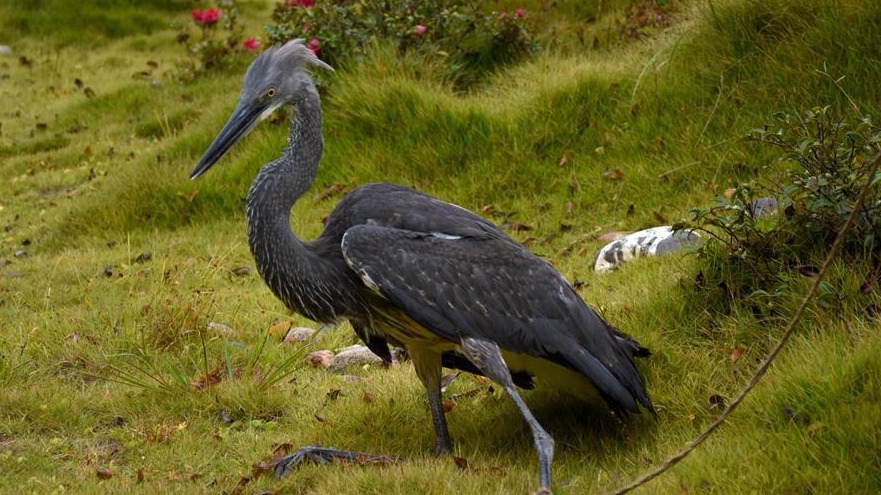 云南昌宁发现极度濒危物种白腹鹭