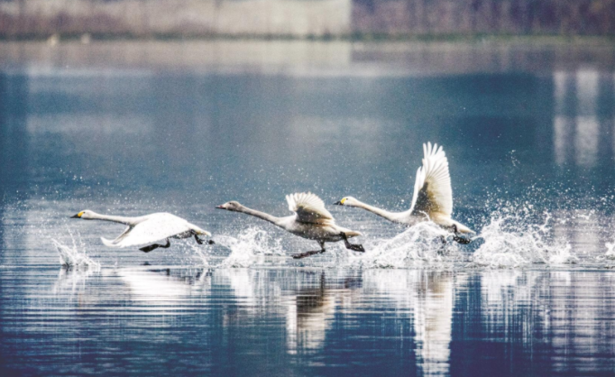 三峡库区蓄水现高山湖泊 优良生态吸引鸟类来越冬