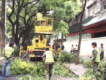 武汉行道树“理发”：预防飞絮改善采光 同时消除安全隐患