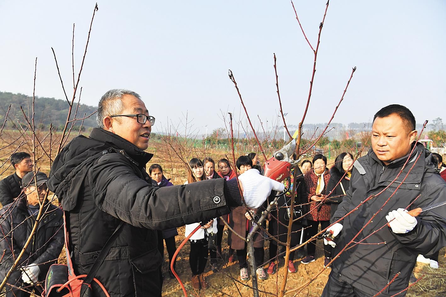 老河口市特色种养业带动5235户贫困户走上脱贫之路