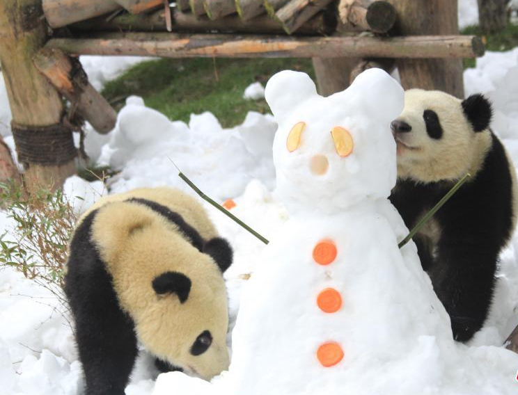 成都大熊猫繁育研究基地举办“丰容”活动 大熊猫雪地撒欢 