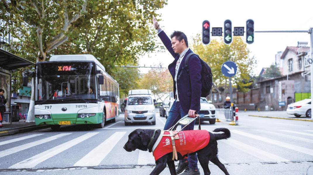 武汉首只导盲犬的一天：陪主人上课引主人上街 下班后玩球是最大奖励