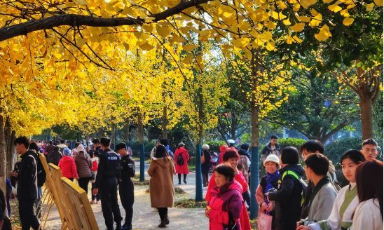 三峡大学举办首届银杏艺术节